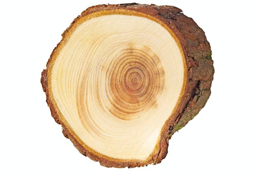 Einer – Juniperus communis